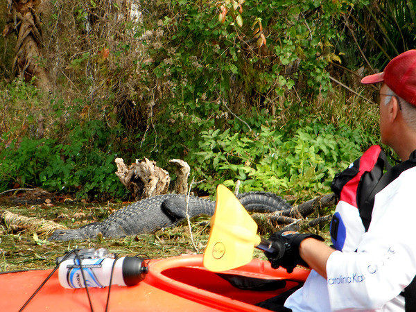 Me and the Gator