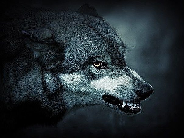человек человеку волк.