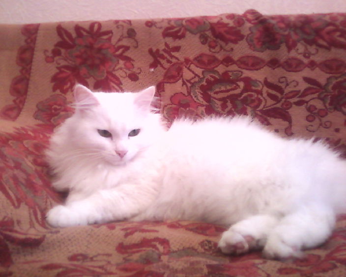 Личные фото