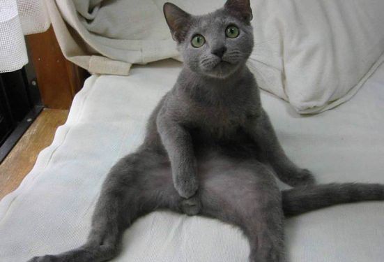 Мрр...спалили..