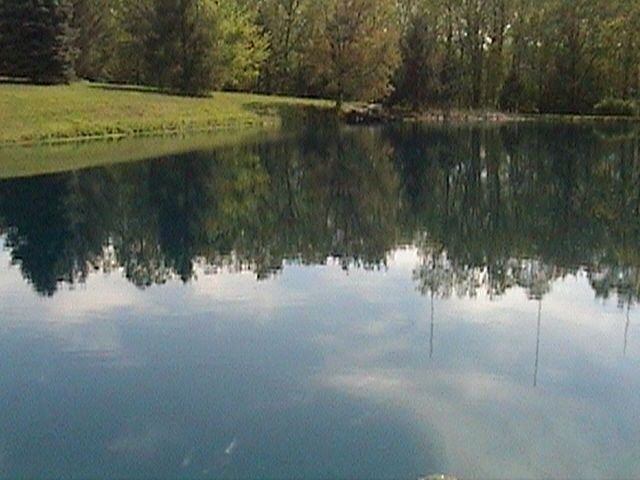 my pond