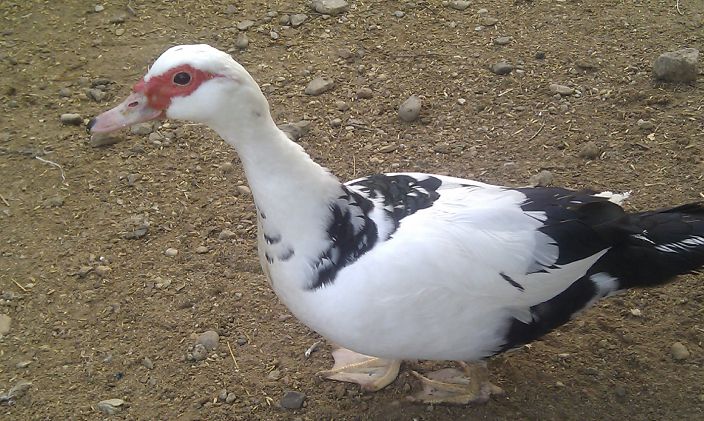 гусс