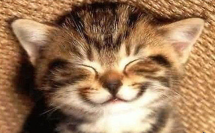 котик