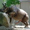Хуйдосочный носорог