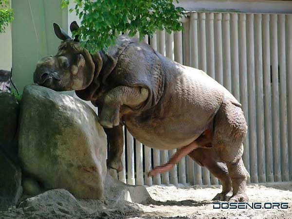 Хуйдосочный носорог
