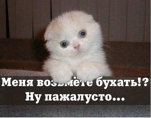 я котик