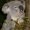 Coala