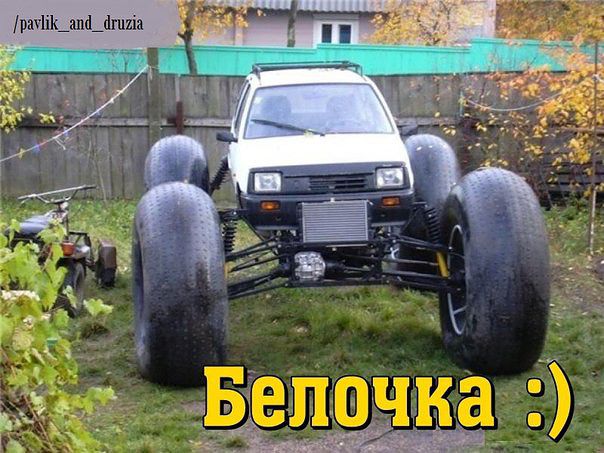 белочка