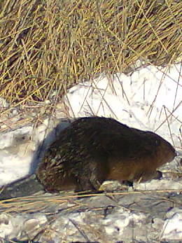 всем привет