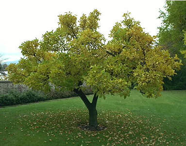 TreeMe