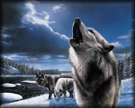 Одиноки волк