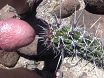 Cumming on a Cactus ~ Ouch!